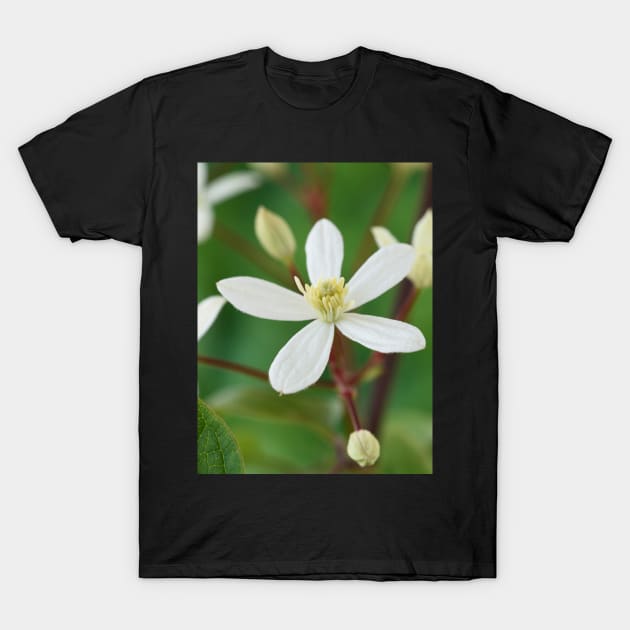 Clematis terniflora var. mandshurica	Manchurian clematis T-Shirt by chrisburrows